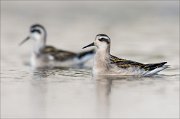 18_DSC0946_Red-necked_Phalarope_party_52pc