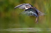 18_DSC1231_Red-necked_Phalarope_enchant_47pc