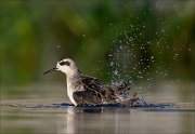 18_DSC1316_Red-necked_Phalarope_spray_48pc