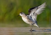 18_DSC1338_Red-necked_Phalarope_levitate_68pc