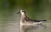 18_DSC1348_Red-necked_Phalarope_dolly_50pc