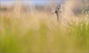 05_DSC2470_Redshank_diffuse_in_grass_88pc