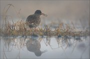 15_DSC0961_Redshank_brume_36pc