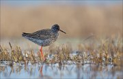 15_DSC1004_Redshank_stilts_67pc