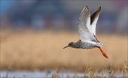 15_DSC1193_Redshank_push_52pc