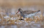 15_DSC1292_Redshank_sink_56pc