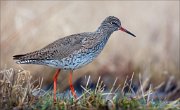 15_DSC1413_Redshank_rife_80pc