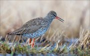 15_DSC1423_Redshank_scream_79pc