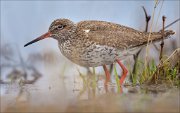 15_DSC1464_Redshank_humped_155pc