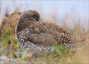 15_DSC1482_Redshank_slumber_73pc