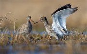 15_DSC1826_Common_Redshank_blaze_42pc