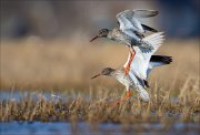 15_DSC1831_Common_Redshank_decline_97pc