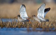 15_DSC1833_Common_Redshank_twofold_79pc