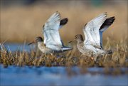 15_DSC1834_Common_Redshank_twice_73pc