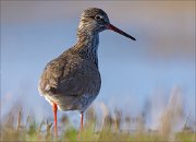 15_DSC1895_Redshank_lightmare_111pc