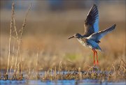 15_DSC1947_Common_Redshank_chaperone_75pc