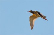 17_DSC5085_Common_Redshank_loose_25pc