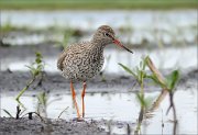 P1600077_Redshank_bighead_92pc