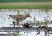 P1600085_Redshank_astonish_83pc