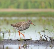 P1600259_Redshank_fervent_77pc