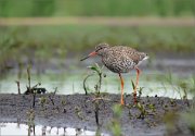 P1600270_Redshank_gloomy_mood_81pc