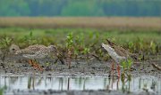 P1600548_Redshank_lekking_with_up-tail_posing_53pc