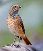 02_DSC3647_Common_Redstart_from2_99pc