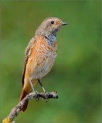 02_DSC3652_Common_Redstart_near_pond_on_green_67pc