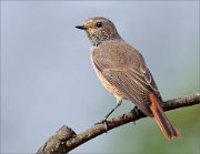 02_DSC3654_Common_Redstart_focus_with_head_63pc