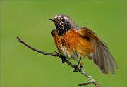 02_DSC9225_Redstart_lapping_wings_41pc