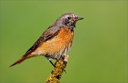 02_DSC9232_Redstart_wet_but_beautiful_95pc2