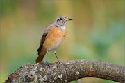 06_DSC6987_Common_Redstart_figure_out_93pc