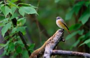 06_DSC7707_Common_Redstart_all_alone_95pc