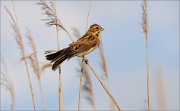 06_DSC9239_Reed_Bunting_windy_perching_80pc