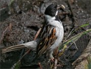 P1260735_reed_bunting_posing