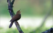 06_DSC4055_River_Warbler_shadow_singer_77pc