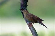 06_DSC4059_River_Warbler_cagy_bird_44pc