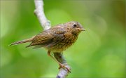 02_DSC0580_Robin_juv_near_pond_79pc