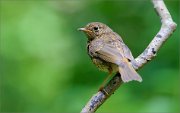 02_DSC0619_Robin_backview_z-shape_95pc