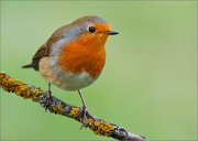 02_DSC9481_Robin_nice_portrait_62pc