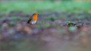 05_DSC8477_Robin_albo_surreal_54pc
