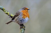 05_DSC9363_Robin_little_wet_41pc