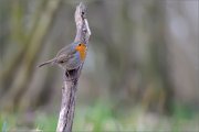 05_DSC9453_Robin_allone_100pc