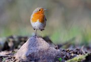 05_DSC9468_Robin_rock_and_color_77pc