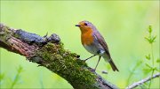 11_DSC0281_Robin_burning_moss_70pc