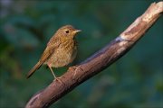 11_DSC6531_Robin_beak_71pc