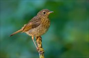 11_DSC6553_Robin_fluffy_94pc