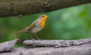 11_DSC8592_Robin_greeting_53pc