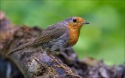 12_DSC7295_European_Robin_blowzy_69pc