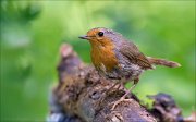 12_DSC7301_European_Robin_straggly_75pc